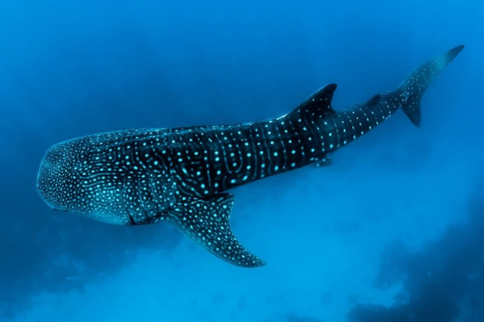 Diving With Whale Sharks 08