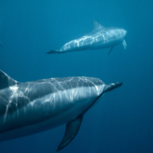 Dolphin Avoid The Bends Banner