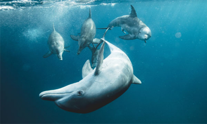 Dolphin Similar Personality To Humans Thumb