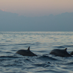 Dolphin Similar Personality To Humans Banner