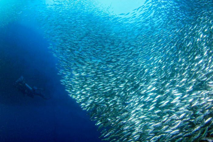 Easy Dive Travel Se Asia Moalboal