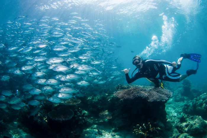 Easy Dive Travel Se Asia Sipadan