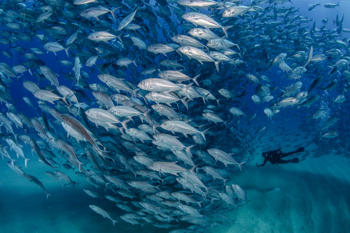 Easy Dive Travel Us Can Baja