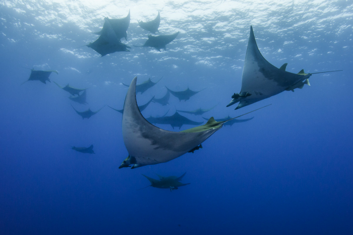 Easy Dive Travel Uk Europe Azores