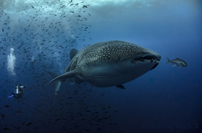 Galapagos Shark Diving Interview Jenny Waack 3
