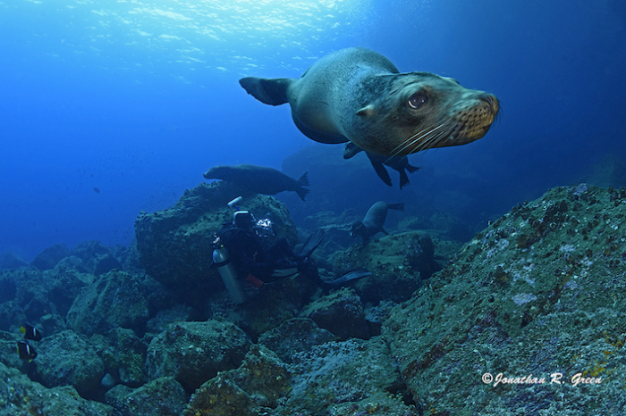 Galapagos Shark Diving Interview Jenny Waack 9