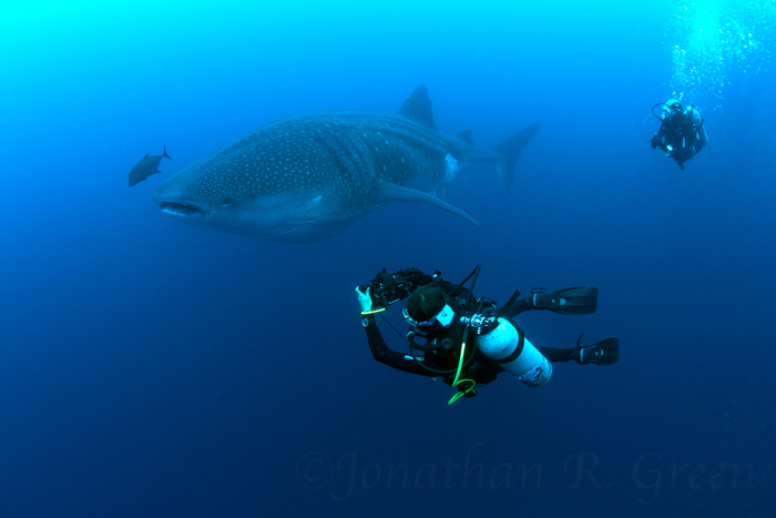 Galapagos Shark Diving Interview Jenny Waack 8