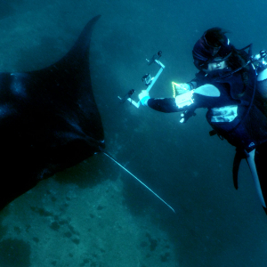 Measuring And Recording Mantas Edit