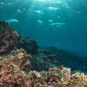 Fijis Coral Recovery Banner