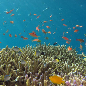 Global Funds For Coral Reef
