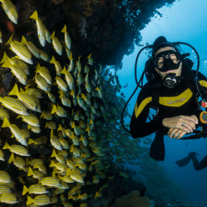 Green Fins Better Diver