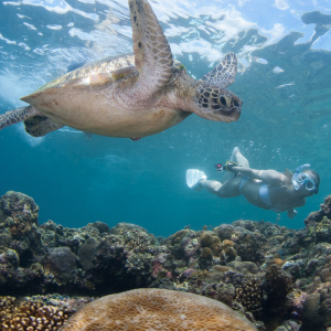 Moalboal Sampaguita Turtleshallow