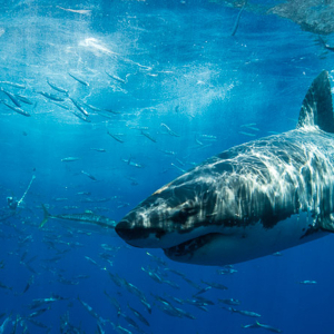 Guadalupe Shark Diving Banner