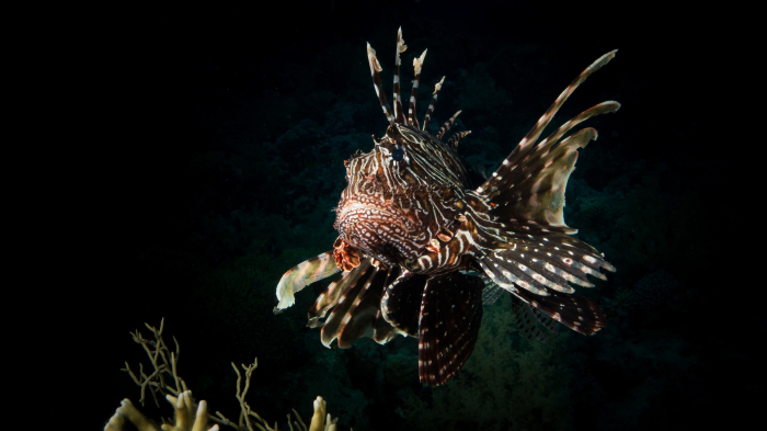 Lion Hunt Tackling Invasive Species In The Caribbean Lionfish 2