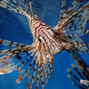 Lion Hunt Tackling Invasive Species In The Caribbean Lionfish 1