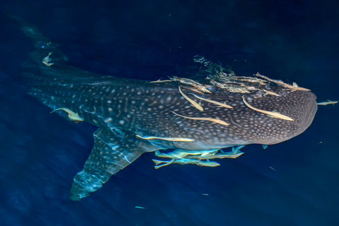 Liveaboard Itineraries Maldives Huvadhoo