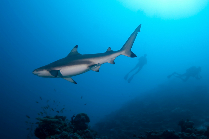 Liveaboard Itineraries Maldives Shark