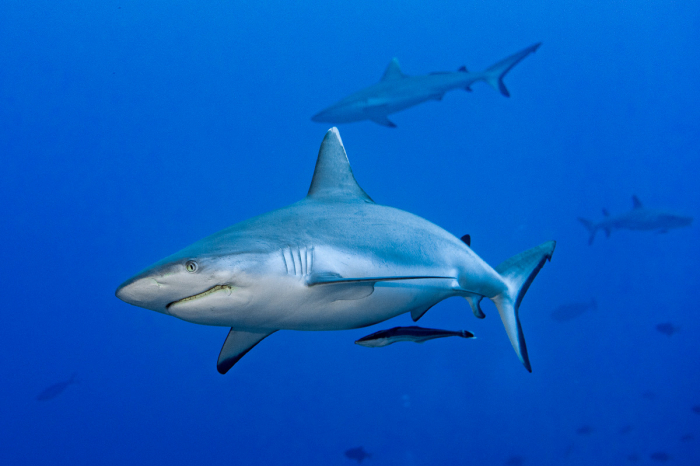 Liveaboard Itineraries Maldives Southern Sharks