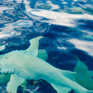 Maldives Legalize Shark Finning Banner