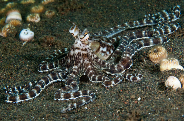Bali Mimic Octopus Muck Diving