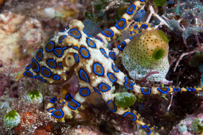 Mabul Blueringed Octopus Malaysia Muck Diving