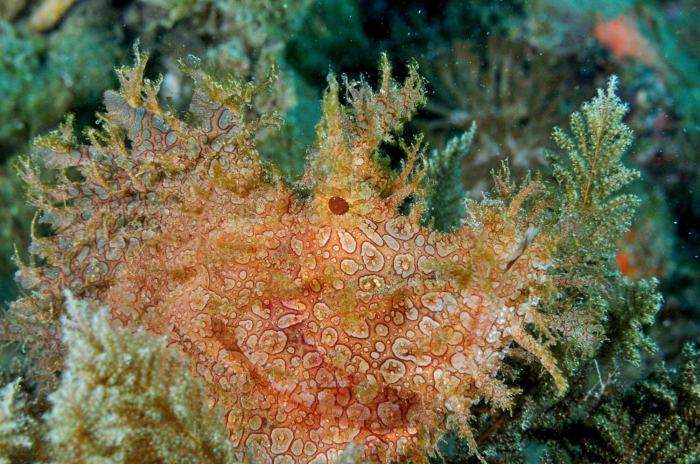 Rinopias Kalabahi Alor Muck Diving
