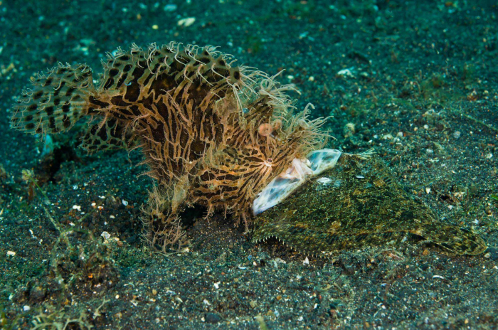 Lembeh Strait Frogfish Muck Diving