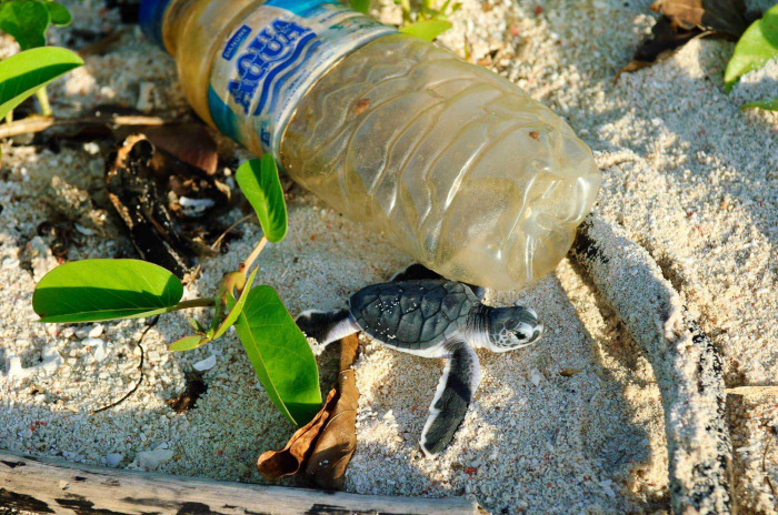Plastic Bottle Waste Turtle Indonesia