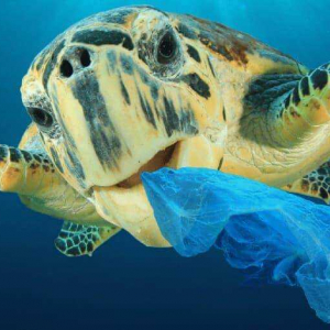 Ditch Your Plastic Banner 01 Min