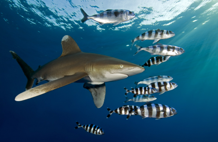 Red Sea Liveaboard Egypt Oceanic Whitetip Shark