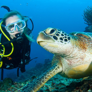 Zublu Bali Diver And Turtle