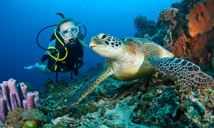Zu Blu Bali Diver And Turtle Thumb