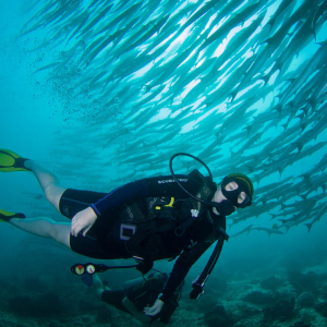 Malaysia Sipadan Diver And Barracuda Zublu Banner