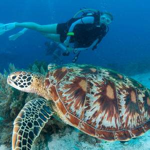 Learn About Sea Turtles Banner