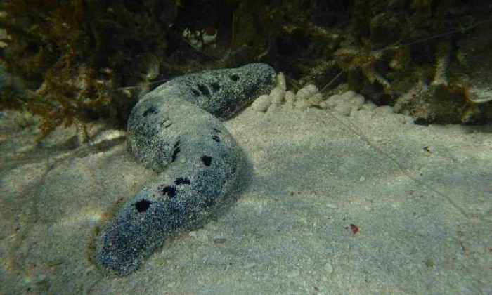Sea Cucumbers Poo