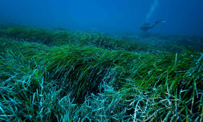 Posidonia Oceanica Seagrass