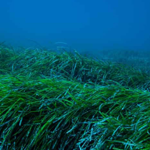 Seagrass Neptune Balls Banner