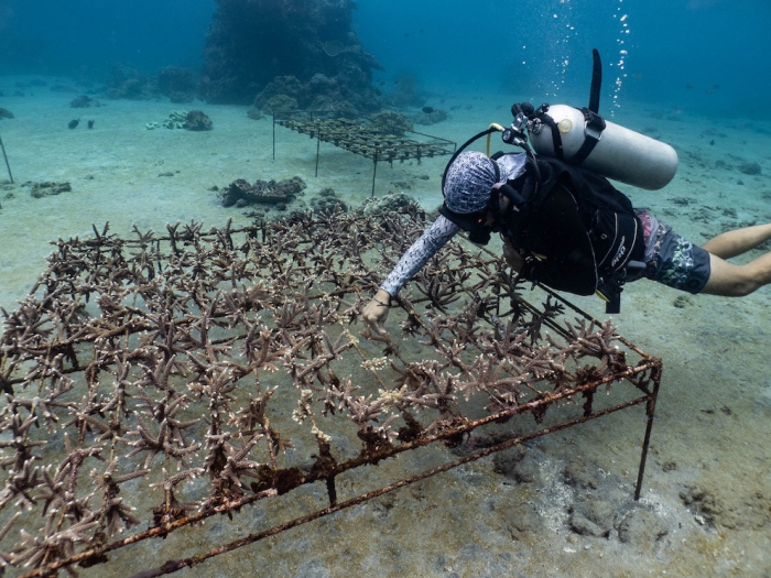 Serena Interview Indo Ocean Project Coral Planting
