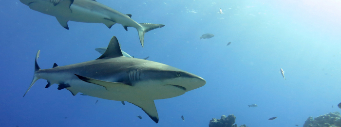 Grey Reef Sharks Zublu Conservation News