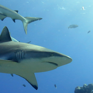 Grey Reef Sharks Zublu Conservation News