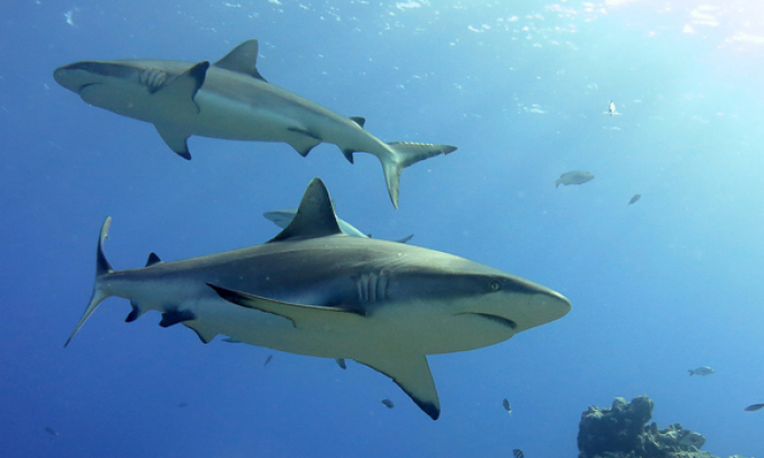 maldives shark tour Grey Reef Sharks Zublu Conservation News Thumb