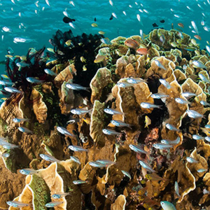 The Coral Triangle Banner