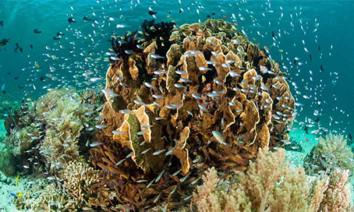 The Coral Triangle Thumb