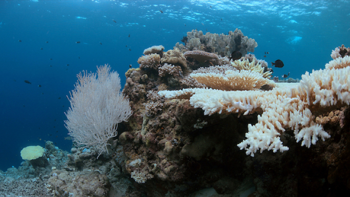 The Decline Of Tropical Reefs Should Alarm Us  But There Is Reason To Hope Coral Bleaching