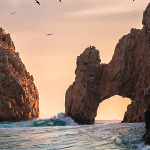 Top Shark Diving In Baja California