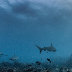 Top Types Of Sharks In The Galapagos Banner