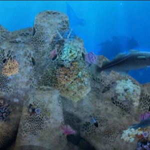 Unique Biopod Banner