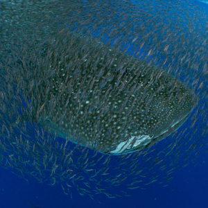 Whale Sharks Follow Warming Waters To Azores Banner Size