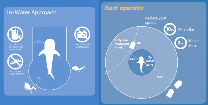 Whale Shark Conduct