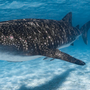 Whaleshark Wildbook Banner